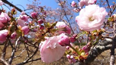 公園内の八重桜の画像