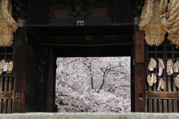 西国寺仁王門を抜けると桜が拡がります。