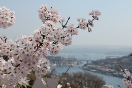 桜の向こうには尾道大橋が。