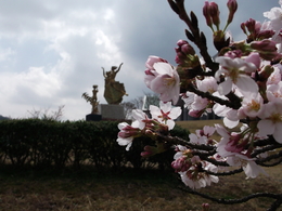 朝の桜の写真