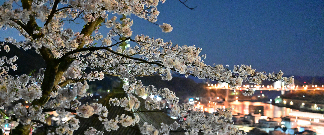 スライドショー(2) 天寧時（桜・夜）