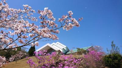 美術館と桜の画像