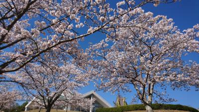 公園内の桜の画像