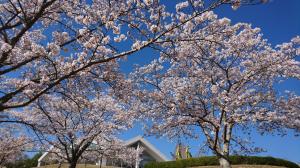 千光寺公園の桜