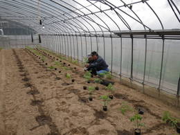 野菜苗の定植作業