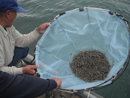 放流カゴを使ったクルマエビの放流