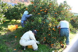 柑橘畑の収穫作業