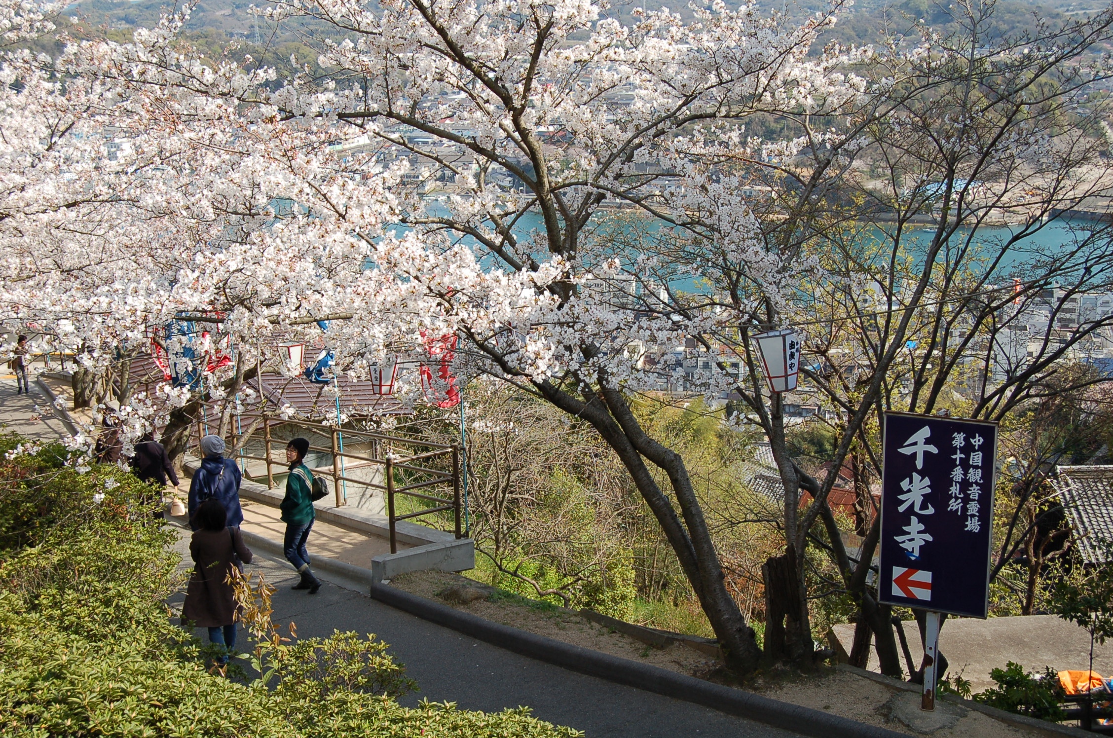 千光寺公園の桜