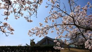 桜と美術館