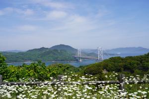 除虫菊と橋と海