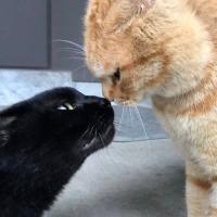 アカウントプロフィール画像