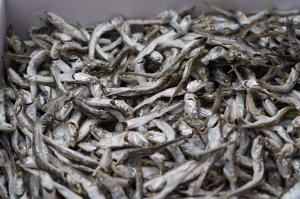 競りにかけられた煮干しいりこの写真