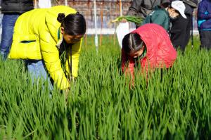 わけぎを収穫する子どもの写真