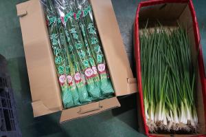 出荷前のわけぎの写真