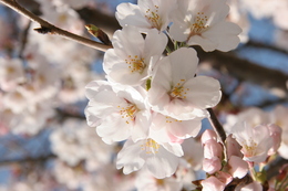 市の木・花：桜
