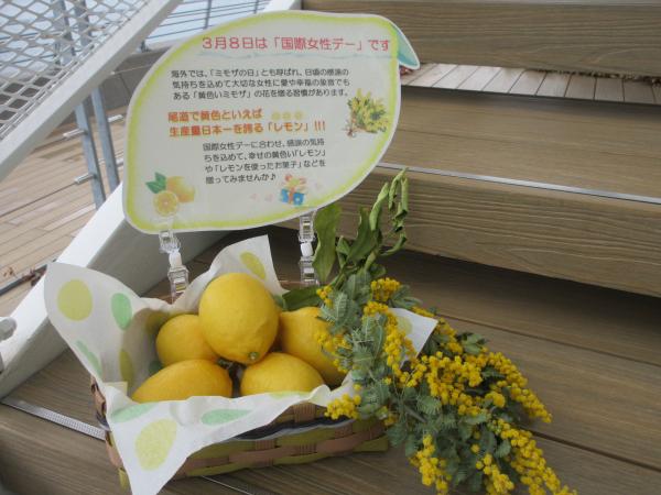 ミモザとレモンの写真