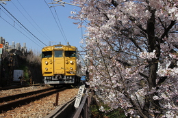 尾道へ向かう電車は車窓からも桜が楽しめますね。