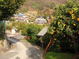 青影山登り口付近　たわわに実ったはっさく畑