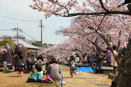 家族や友人、会社の同僚たちとお花見を。（千光寺公園）