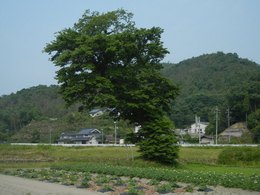 市史跡　荒神グロ（平の日時計）