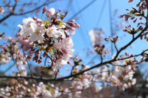 千光寺公園の桜