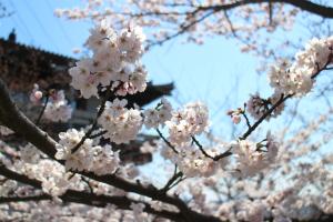 美術館横の桜