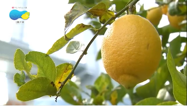 「レモン谷の1年」サムネイル画像