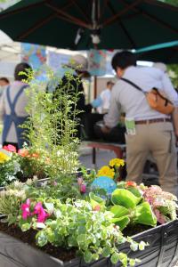 完成した寄せ植え