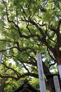 艮神社のクスノキ