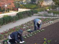 パンジーやキンセンカなどを植付けていきました。