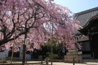天寧寺のしだれ桜も見頃です。