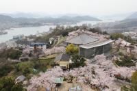 千光寺公園展望台からは一面の桜が見えます。