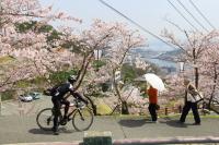 桜の中をサイクリングもいいですね。（千光寺公園）