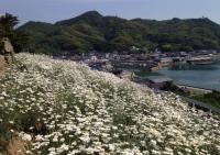 因島重井町の山の斜面に広がる除虫菊の花畑。